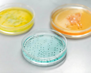 microbiological testing
